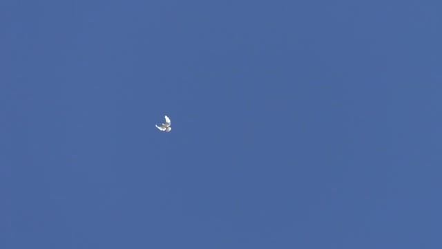 Новинка СВГ у Михаила в Крыму 2021 смотреть онлайн