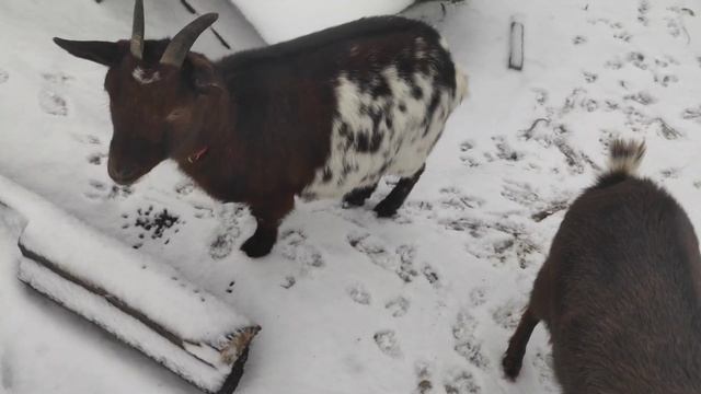 Пополнение в семействе коз #козы #камерунскиекозы смотреть онлайн