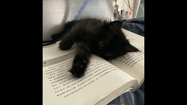 *free* Sqwore X Rizza X Lxner X Hyperpop X Glitchcore Type Beat - Nwd (prod. Capbeerquad)