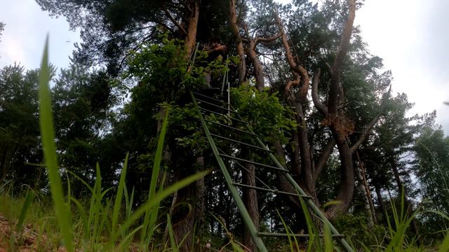 OXOTA НА КОСУЛЮ 2022 ГОД   - Охота в Поиске Трофейной косули