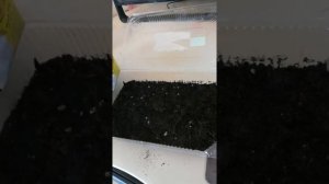 зверобой на участке от посева семян до сбора "урожая"))