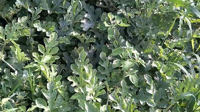 Выращивание Арбузов в плохих погодных условиях. Достойный результат! смотреть онлайн