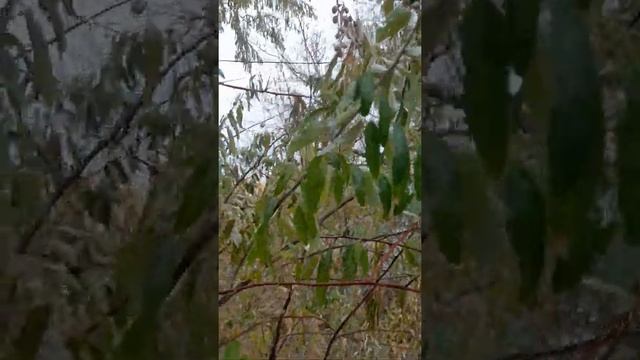 #fishing #рыбалка #маслина дикая #лох узколистый смотреть онлайн