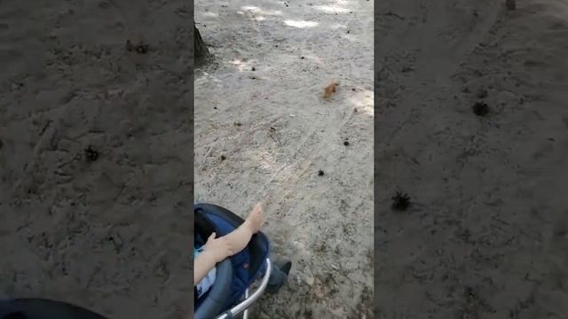 Убегаем от голодной белки на карантине!Страшная белка! Scary squirrel on quarantine!! Running away! смотреть онлайн