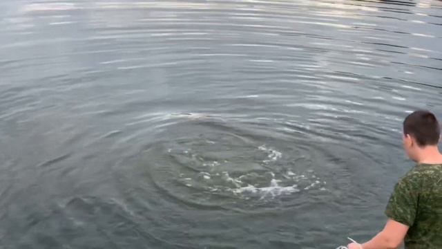 ОГРОМНЫЙ САЗАН в ЛУЖЕ клюнул на вертушку. смотреть онлайн