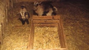 Коза после окота: истощение.