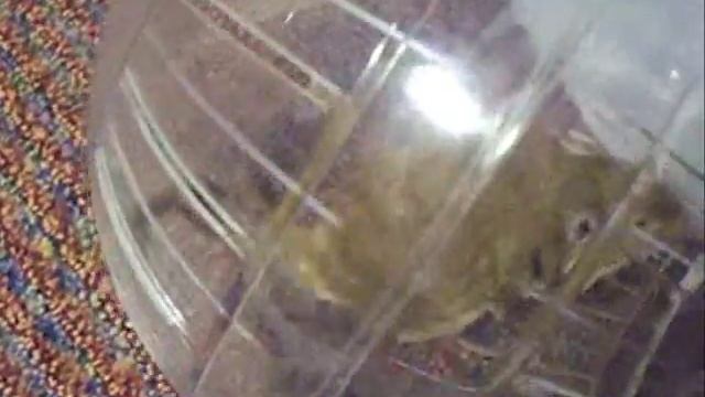 Gerbils in Exercise Balls! смотреть онлайн