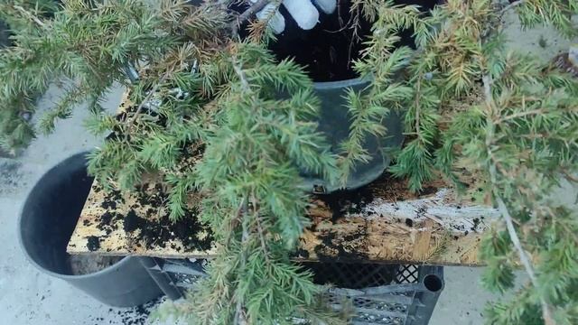 как нельзя высаживать можжевельник. смотреть онлайн