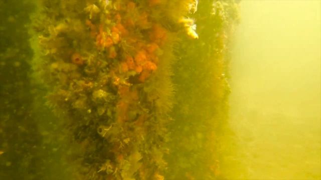 GoPro Hero 7/ Palm beach Croaker смотреть онлайн