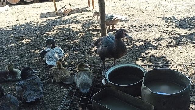 МУСКУСНЫЕ УТКИ ??. ВЫРАЩИВАНИЕ И УХОД. смотреть онлайн