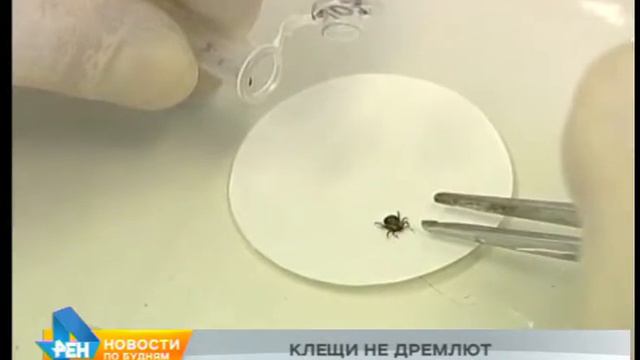 Иркутская область в пятёрке самых проблемных регионов по ситуации с клещами смотреть онлайн