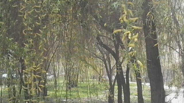 Цветет в Аксае урюк. Алматы 2018, 5 апреля смотреть онлайн