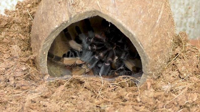 Линька brachypelma boehmei | Определяем пол (внеплановое видео) смотреть онлайн
