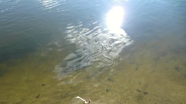 XII Фидерный фестиваль(любительский). смотреть онлайн