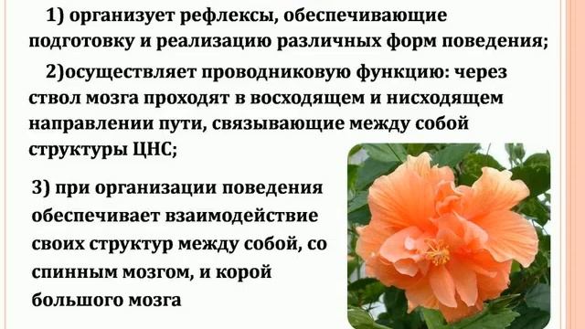 ч 2 Структура мозгу і Шрі Ганеша смотреть онлайн