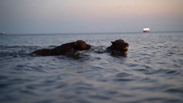 25 МИНУТ ВОЛШЕБСТВА С ПИТБУЛЯМИ НА МОРЕ !!!!!!!!! ПРЫЖКИ В МОРЕ/ПИТБУЛЬ ПРЫЖКИ/ПИТБУЛИ ДРАГОН ЛАЙВ. смотреть онлайн