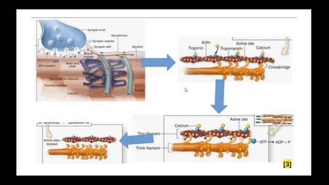 Краткая общая характеристика мышечных тканей. Гистологическое строение мышечных тканей. смотреть онлайн