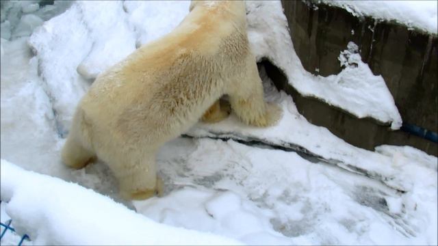 Белый медведь Кай. Подарок от поклонниц Наташи и ее мамы. 27.11.18 г. смотреть онлайн