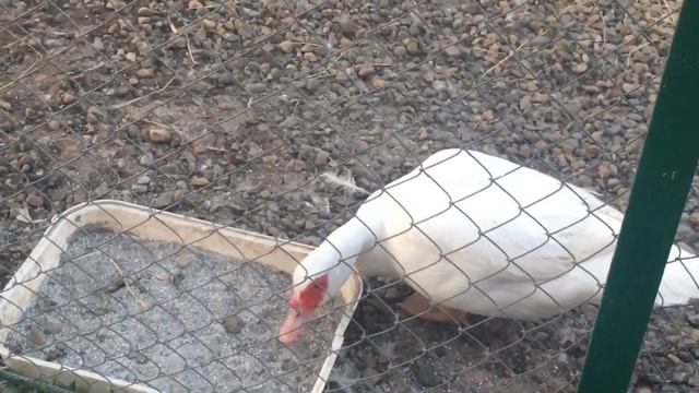 Каких уток лучше держать ? Делаем выводы ! смотреть онлайн