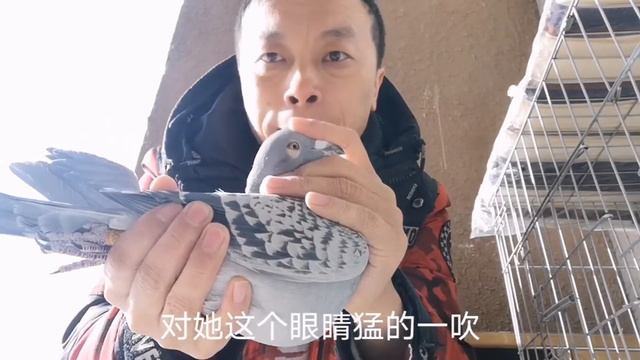 超级种鸽必备3个条件，选对种鸽，比赛轻松赢大奖【博哥信鸽小课堂】 смотреть онлайн