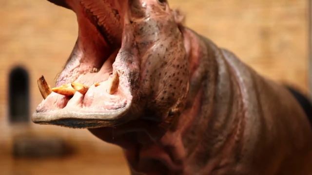 Hippopotamus amphibius смотреть онлайн