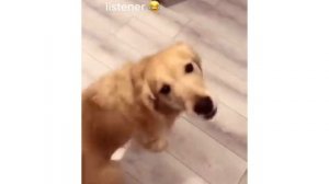 Dog listens and dances to "TURN AROUND" in the song | TURN AROUND DOG
