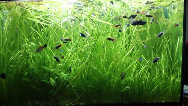 аквариум 180 литров (29.09.16) смотреть онлайн