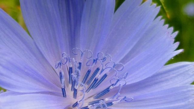 Что Творит ЦИКОРИЙ с Твоим Телом, если Пить Каждый День? 85% Людей НЕ ЗНАЮТ о применении ЦИКОРИЯ смотреть онлайн