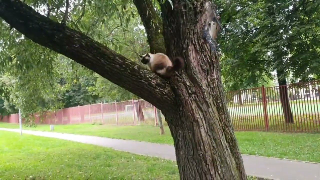 Кошка Моника| Моника спортсменка | Невская Маскарадная| Monica Cat