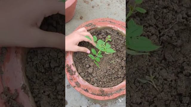 HOW TO GROW CUTTING ROSE PLANT 🌹 смотреть онлайн
