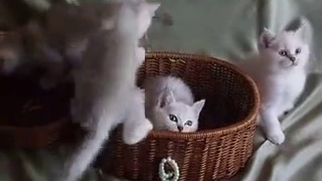 Британские котята серебристые шиншиллы смотреть онлайн