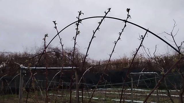 Шпалера из арматуры для плетистых растений смотреть онлайн