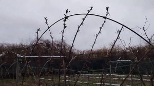 Шпалера из арматуры для плетистых растений