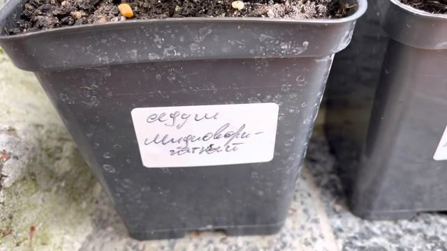 ПОСЫЛКА ОТ «УСАДЬБА САД». ИЗ ДЕВЯТИ, ПЯТЬ. смотреть онлайн