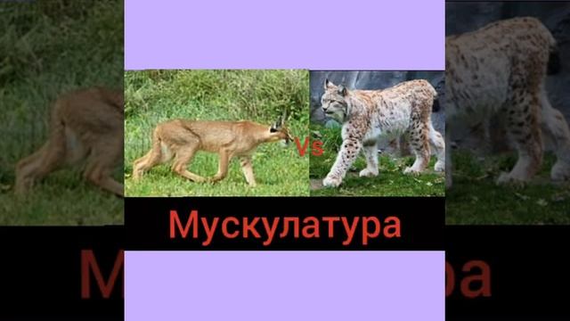 #рысьпротивкаракала! Битва каракала и рыси! смотреть онлайн