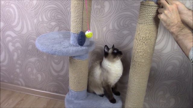 Тайский кот и его любимый тренажер. Ремонт тренажера. смотреть онлайн