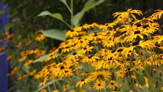 Canon Eos 50D 18-135mm смотреть онлайн