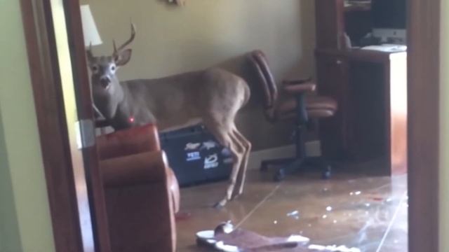 Самые невероятные случаи вторжения диких животных в жилища людей!! Крокодил напал на людей! смотреть онлайн