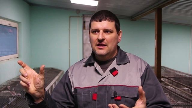 ЧЕМ КОРМИТЬ КРОЛИКОВ? МОЯ ЭВОЛЮЦИЯ В КОРМЛЕНИИ! смотреть онлайн