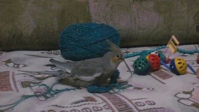Птичка 012 смотреть онлайн