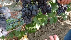 @Виноград Алвика селекции Калугина В М  Отзыв винограде 2020