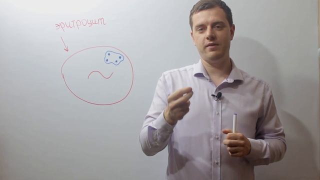 Эритроциты. Красные кровяные клетки | Кровь. Часть 2. смотреть онлайн