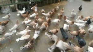 Мраморные бакинцы.#Голуби Дагестана.