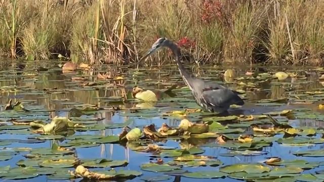 Heron Swallow A Snake Alive смотреть онлайн