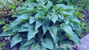 Самая распространенная голубая хоста Блю Кадет