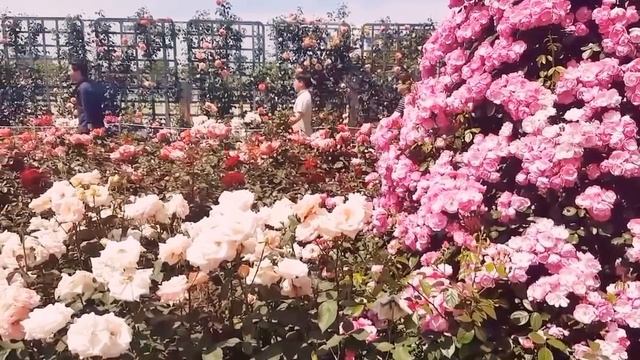 Роза имени Чайковского и моя свадьба)) смотреть онлайн