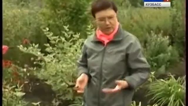 Монарда чай и цветок! Все о растении Дача ТВ смотреть онлайн