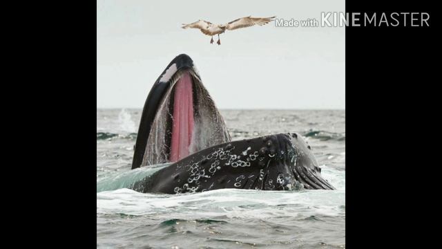 Детский сад на удаленке. 