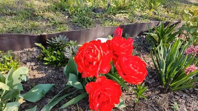 КАК ПОТРАЧУ ПЕРВУЮ ЗАРПЛАТУ С ДЗЕНА / ЧТО КУПИЛИ В МАГАЗИНЕ /ЖИЗНЬ ПРОСТЫХ ЛЮДЕЙ В ДЕРЕВНЕ смотреть онлайн