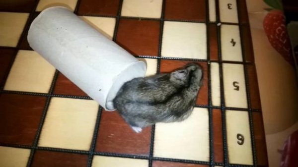 Игры с хомяком!  Hamster Games!  #